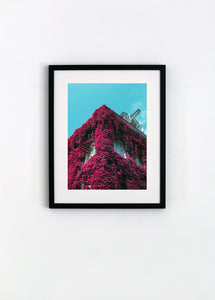 Red Ivy - Framed